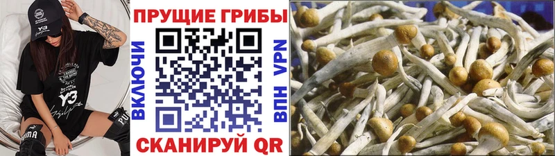 Галлюциногенные грибы мухоморы  сколько стоит  kraken ТОР  Кунгур 